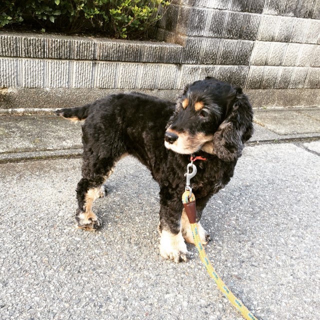 2016-03-05 07.37.36-1