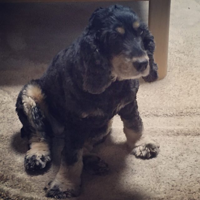 2016-05-09 21.20.35-1